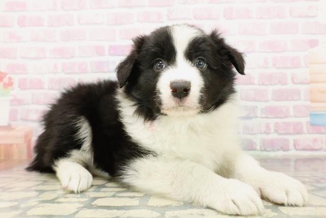 神奈川県のボーダーコリー (Coo&RIKU長津田店/2025年10月29日生まれ/女の子/ブラックホワイト)の子犬の3枚目の画像