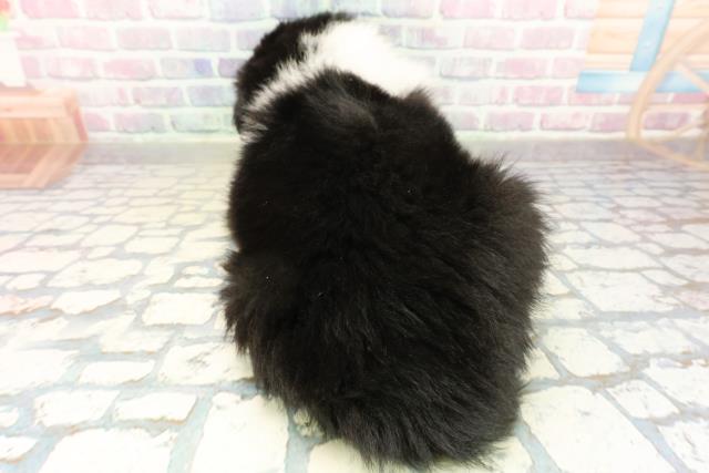 神奈川県のボーダーコリー (Coo&RIKU長津田店/2025年10月29日生まれ/女の子/ブラックホワイト)の子犬の4枚目の画像