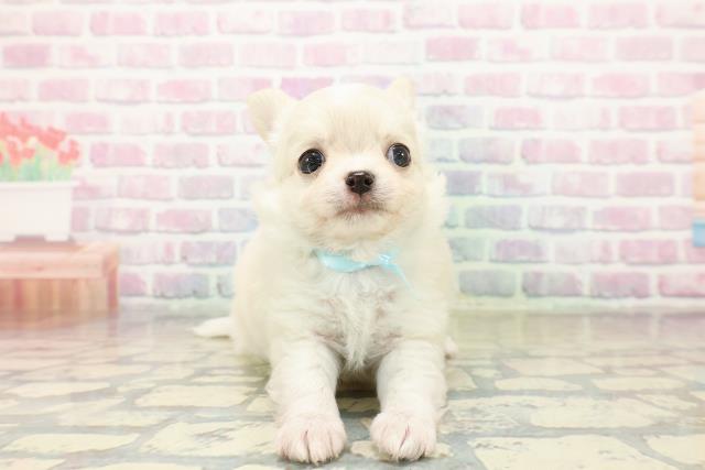 埼玉県のチワワ(ロング) (Coo&RIKUアニマルケアセンター大宮/2025年11月3日生まれ/男の子/クリームホワイト)の子犬の1枚目の画像