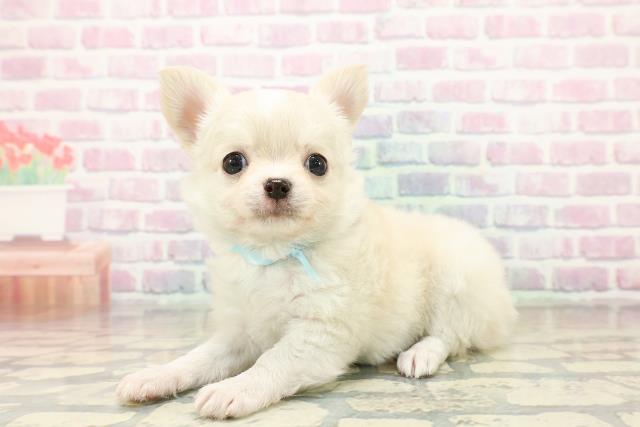 埼玉県のチワワ(ロング) (Coo&RIKUアニマルケアセンター大宮/2025年11月3日生まれ/男の子/クリームホワイト)の子犬の2枚目の画像