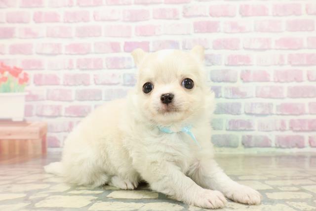 埼玉県のチワワ(ロング) (Coo&RIKUアニマルケアセンター大宮/2025年11月3日生まれ/男の子/クリームホワイト)の子犬の3枚目の画像