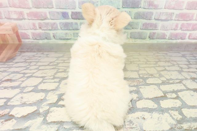 埼玉県のチワワ(ロング) (Coo&RIKUアニマルケアセンター大宮/2025年11月3日生まれ/男の子/クリームホワイト)の子犬の4枚目の画像