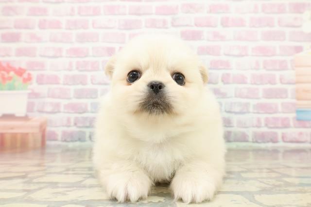 群馬県のペキポメ/ポメペキ(ペキニーズ×ポメラニアン) (Coo&RIKU前橋店/2025年11月2日生まれ/男の子/クリーム)の子犬の1枚目の画像