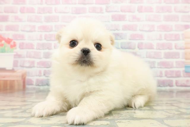 群馬県のペキポメ/ポメペキ(ペキニーズ×ポメラニアン) (Coo&RIKU前橋店/2025年11月2日生まれ/男の子/クリーム)の子犬の2枚目の画像