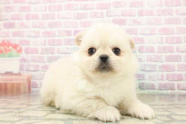 群馬県のペキポメ/ポメペキ(ペキニーズ×ポメラニアン) (Coo&RIKU前橋店/2025年11月2日生まれ/男の子/クリーム)の子犬の3枚目の画像