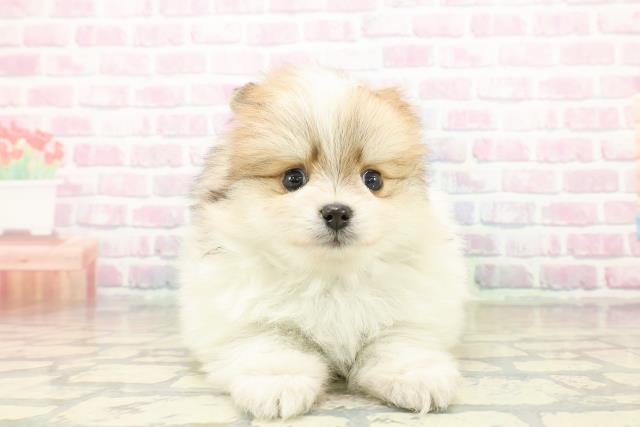 東京都のポメラニアン (Coo&RIKU中野サンモール店/2025年11月3日生まれ/男の子/パーティーカラー)の子犬の1枚目の画像