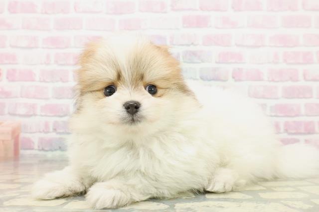 東京都のポメラニアン (Coo&RIKU中野サンモール店/2025年11月3日生まれ/男の子/パーティーカラー)の子犬の2枚目の画像