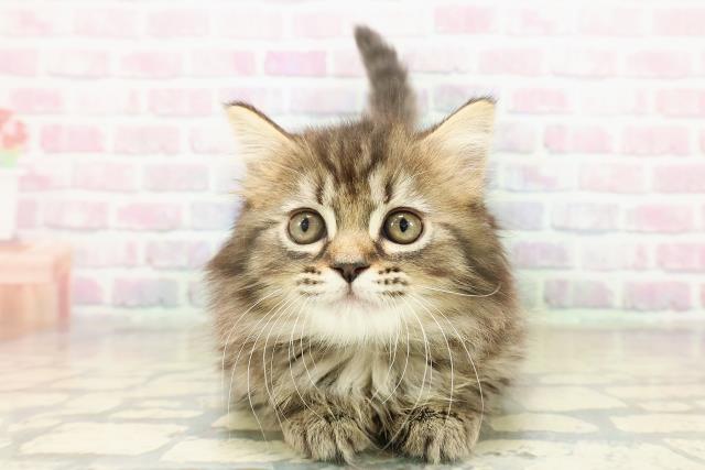 マンチカン（長足）