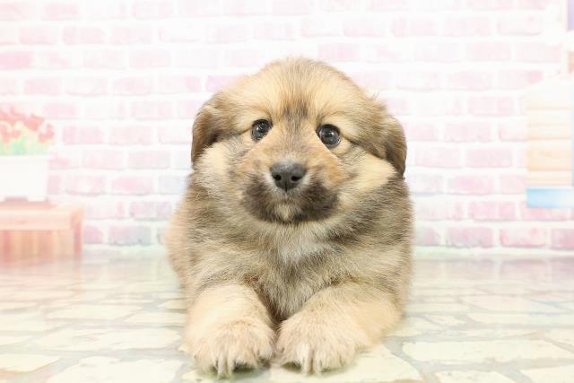 東京都のポメックス(ポメラニアン×ダックス) (Coo&RIKU中野サンモール店/2025年11月2日生まれ/男の子/オレンジ)の子犬の1枚目の画像