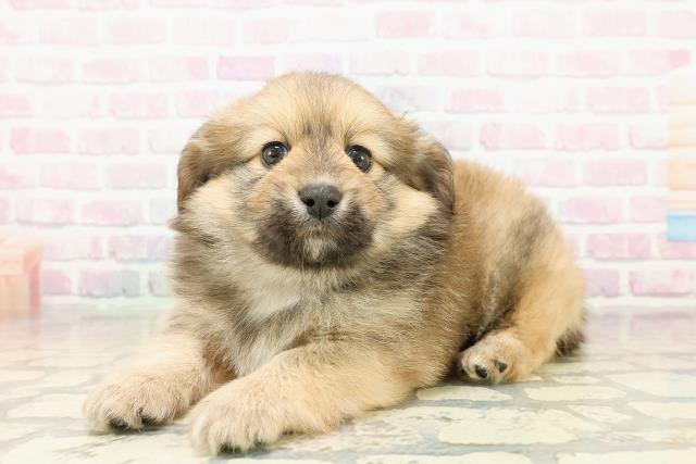 東京都のポメックス(ポメラニアン×ダックス) (Coo&RIKU中野サンモール店/2025年11月2日生まれ/男の子/オレンジ)の子犬の2枚目の画像