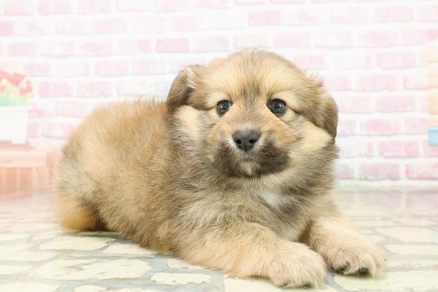 東京都のポメックス(ポメラニアン×ダックス) (Coo&RIKU中野サンモール店/2025年11月2日生まれ/男の子/オレンジ)の子犬の3枚目の画像