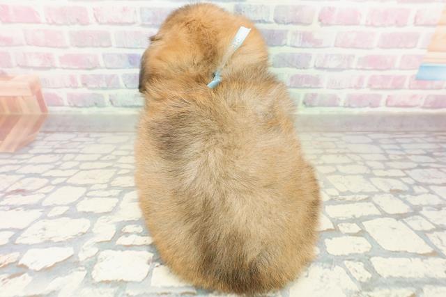 東京都のポメックス(ポメラニアン×ダックス) (Coo&RIKU中野サンモール店/2025年11月2日生まれ/男の子/オレンジ)の子犬の4枚目の画像