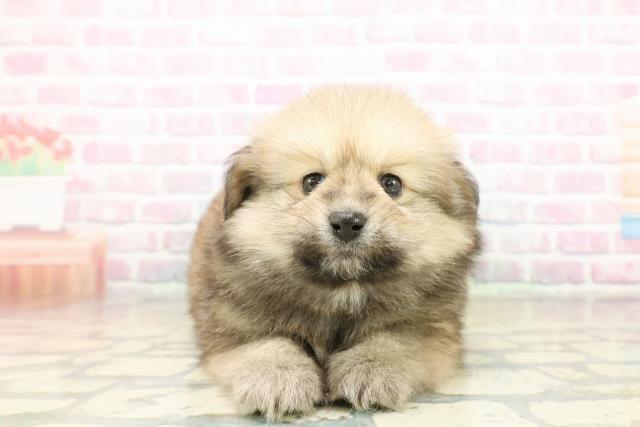 東京都のポメックス(ポメラニアン×ダックス) (Coo&RIKU武蔵小山店/2025年11月2日生まれ/男の子/オレンジ)の子犬の1枚目の画像