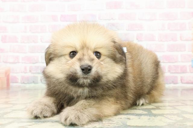 東京都のポメックス(ポメラニアン×ダックス) (Coo&RIKU武蔵小山店/2025年11月2日生まれ/男の子/オレンジ)の子犬の2枚目の画像