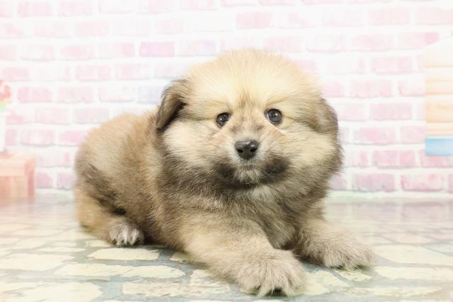 東京都のポメックス(ポメラニアン×ダックス) (Coo&RIKU武蔵小山店/2025年11月2日生まれ/男の子/オレンジ)の子犬の3枚目の画像