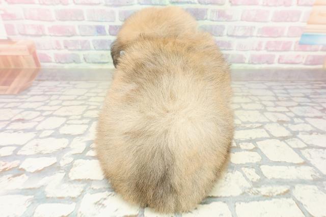 東京都のポメックス(ポメラニアン×ダックス) (Coo&RIKU武蔵小山店/2025年11月2日生まれ/男の子/オレンジ)の子犬の4枚目の画像