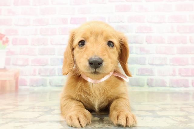 神奈川県のミニチュアダックスフンド(ロング) (Coo&RIKU長津田店/2025年11月1日生まれ/女の子/ゴールド)の子犬