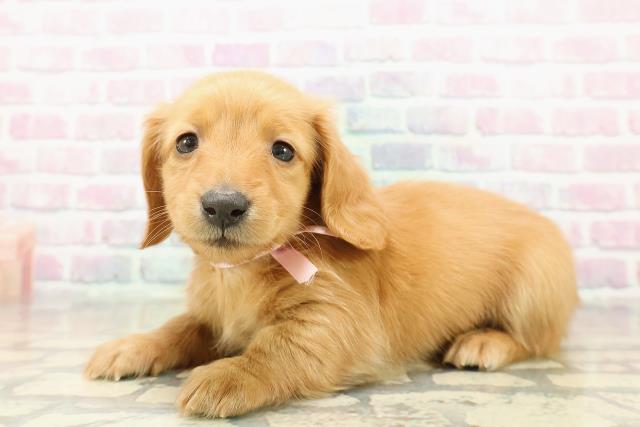 神奈川県のミニチュアダックスフンド(ロング) (Coo&RIKU長津田店/2025年11月1日生まれ/女の子/ゴールド)の子犬の2枚目の画像