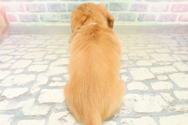 神奈川県のミニチュアダックスフンド(ロング) (Coo&RIKU長津田店/2025年11月1日生まれ/女の子/ゴールド)の子犬の4枚目の画像