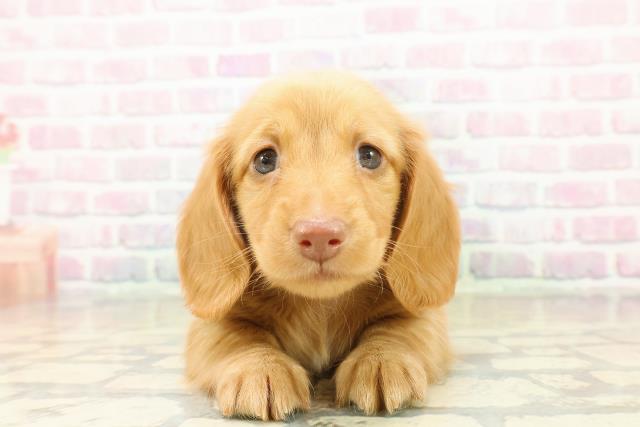 埼玉県のミニチュアダックスフンド(ロング) (Coo&RIKU岩槻店/2025年11月1日生まれ/男の子/ゴールド)の子犬の1枚目の画像