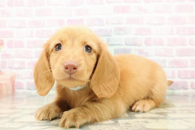 埼玉県のミニチュアダックスフンド(ロング) (Coo&RIKU岩槻店/2025年11月1日生まれ/男の子/ゴールド)の子犬の2枚目の画像