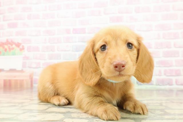 埼玉県のミニチュアダックスフンド(ロング) (Coo&RIKU岩槻店/2025年11月1日生まれ/男の子/ゴールド)の子犬の3枚目の画像