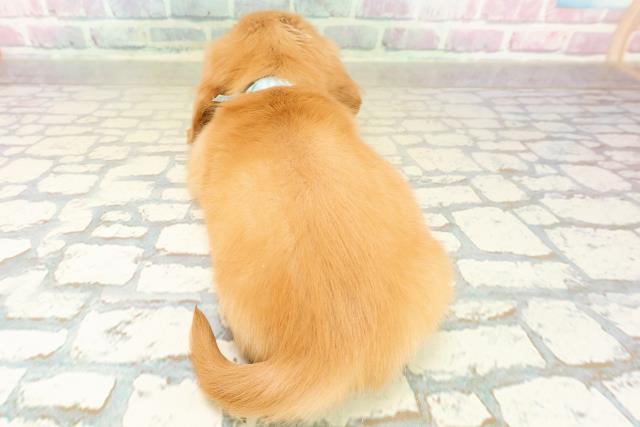 埼玉県のミニチュアダックスフンド(ロング) (Coo&RIKU岩槻店/2025年11月1日生まれ/男の子/ゴールド)の子犬の4枚目の画像