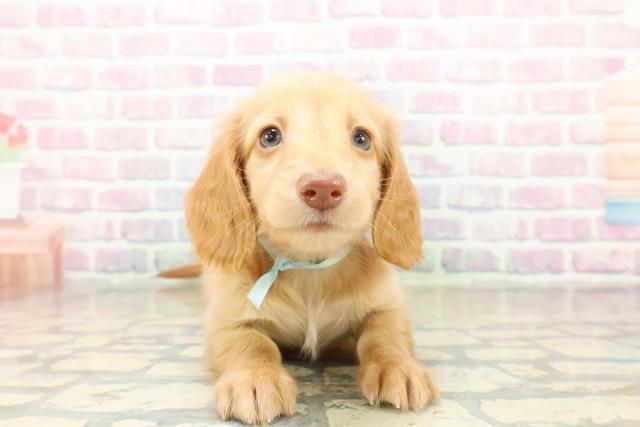 神奈川県のミニチュアダックスフンド(ロング) (Coo&RIKU横須賀店/2025年11月1日生まれ/男の子/クリアレッド)の子犬