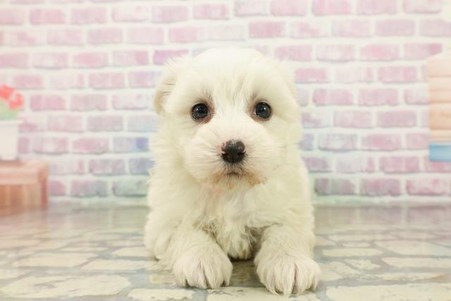 埼玉県のハーフ犬・ミックス犬 (Coo&RIKU桶川店/2025年11月3日生まれ/女の子/ホワイト)の子犬の1枚目の画像