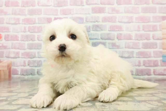 埼玉県のハーフ犬・ミックス犬 (Coo&RIKU桶川店/2025年11月3日生まれ/女の子/ホワイト)の子犬の2枚目の画像