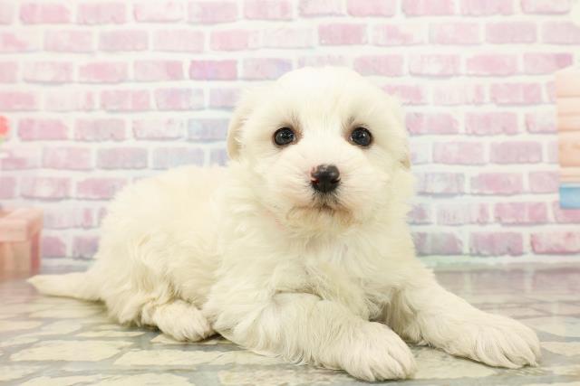 埼玉県のハーフ犬・ミックス犬 (Coo&RIKU桶川店/2025年11月3日生まれ/女の子/ホワイト)の子犬の3枚目の画像