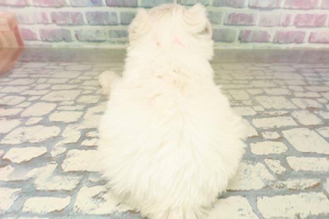 埼玉県のハーフ犬・ミックス犬 (Coo&RIKU桶川店/2025年11月3日生まれ/女の子/ホワイト)の子犬の4枚目の画像