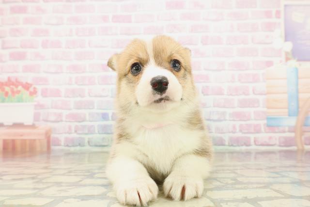 東京都のウェルシュコーギーペンブローク (Coo&RIKU足立本店/2025年11月1日生まれ/女の子/セーブルホワイト)の子犬の1枚目の画像