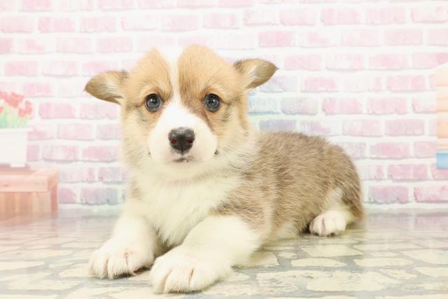 東京都のウェルシュコーギーペンブローク (Coo&RIKU足立本店/2025年11月1日生まれ/女の子/セーブルホワイト)の子犬の2枚目の画像