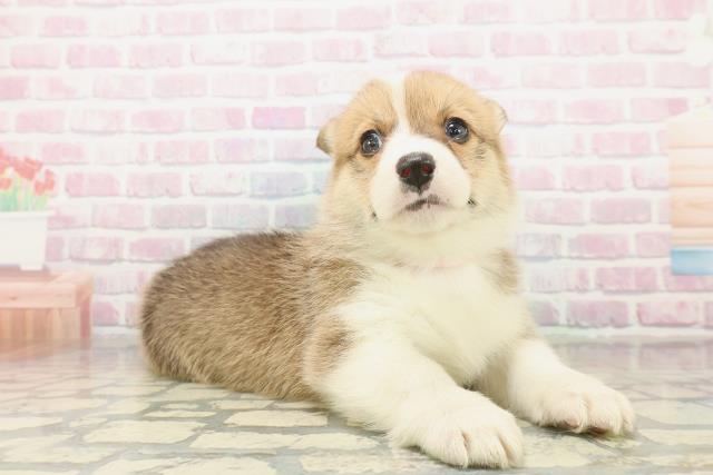 東京都のウェルシュコーギーペンブローク (Coo&RIKU足立本店/2025年11月1日生まれ/女の子/セーブルホワイト)の子犬の3枚目の画像