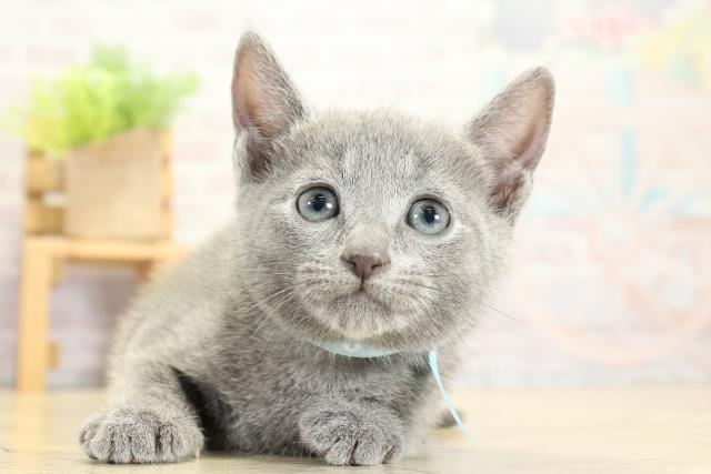 愛知県のロシアンブルー (Coo&RIKU岡崎店/2025年11月2日生まれ/男の子/ブルー)の子猫の1枚目の画像