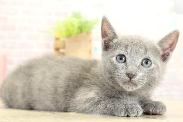 愛知県のロシアンブルー (Coo&RIKU岡崎店/2025年11月2日生まれ/男の子/ブルー)の子猫の2枚目の画像