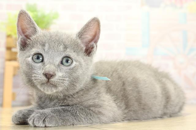 愛知県のロシアンブルー (Coo&RIKU岡崎店/2025年11月2日生まれ/男の子/ブルー)の子猫の3枚目の画像