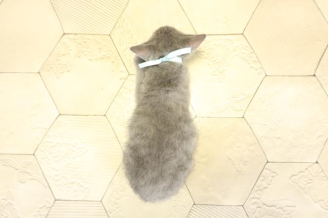 愛知県のロシアンブルー (Coo&RIKU岡崎店/2025年11月2日生まれ/男の子/ブルー)の子猫の4枚目の画像