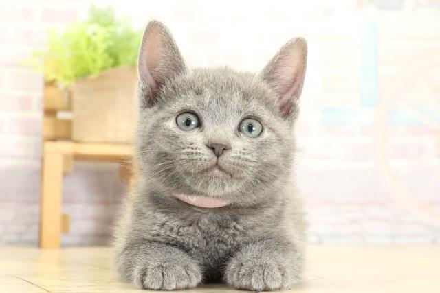 愛知県のロシアンブルー (Coo&RIKU春日井店/2025年11月2日生まれ/女の子/ブルー)の子猫の1枚目の画像