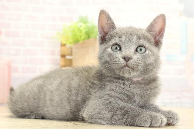 愛知県のロシアンブルー (Coo&RIKU春日井店/2025年11月2日生まれ/女の子/ブルー)の子猫の2枚目の画像