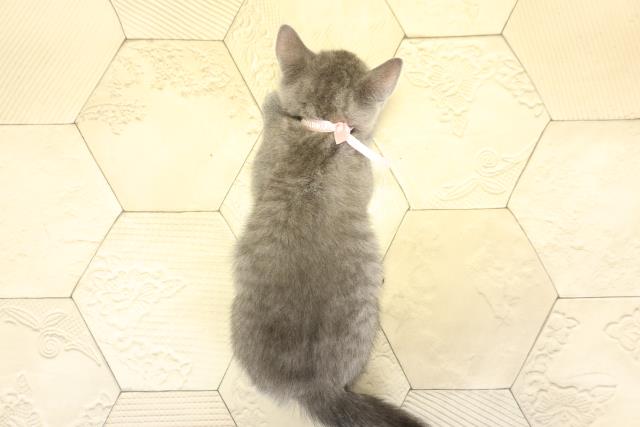 愛知県のロシアンブルー (Coo&RIKU春日井店/2025年11月2日生まれ/女の子/ブルー)の子猫の4枚目の画像