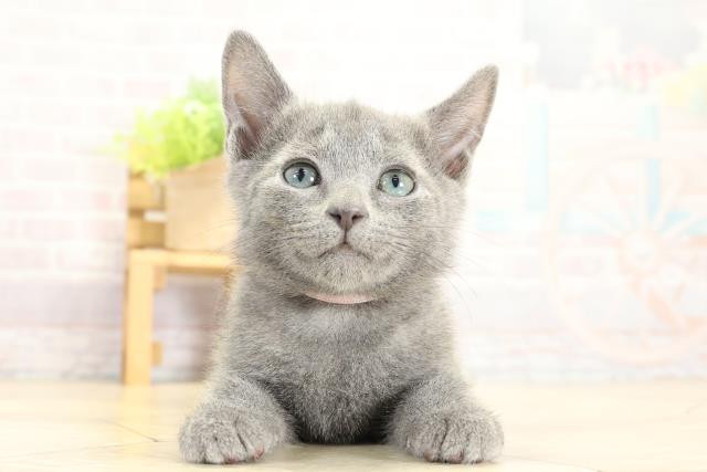 愛知県のロシアンブルー (Coo&RIKU半田店/2025年10月24日生まれ/女の子/ブルー)の子猫の1枚目の画像