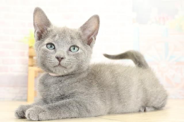 愛知県のロシアンブルー (Coo&RIKU半田店/2025年10月24日生まれ/女の子/ブルー)の子猫の3枚目の画像