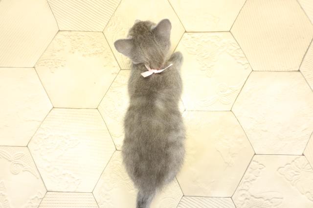 愛知県のロシアンブルー (Coo&RIKU半田店/2025年10月24日生まれ/女の子/ブルー)の子猫の4枚目の画像