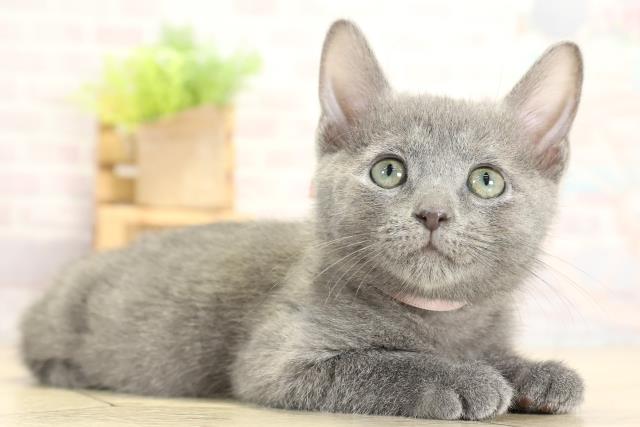 岐阜県のロシアンブルー (Coo&RIKU岐阜店/2025年10月24日生まれ/女の子/ブルー)の子猫の2枚目の画像