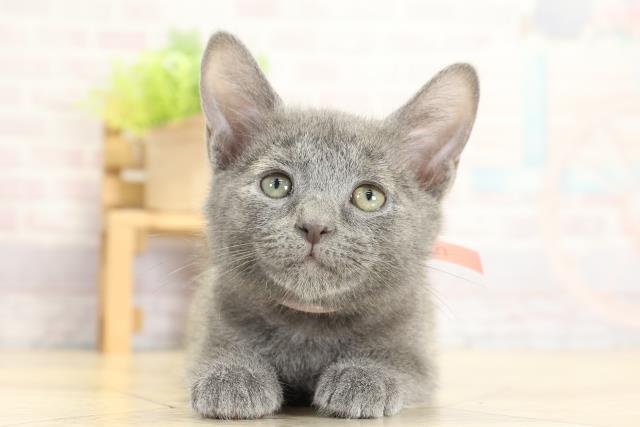 岐阜県のロシアンブルー (Coo&RIKU各務原店/2025年10月24日生まれ/女の子/ブルー)の子猫の1枚目の画像