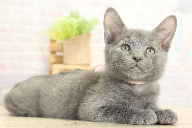 岐阜県のロシアンブルー (Coo&RIKU各務原店/2025年10月24日生まれ/女の子/ブルー)の子猫の2枚目の画像