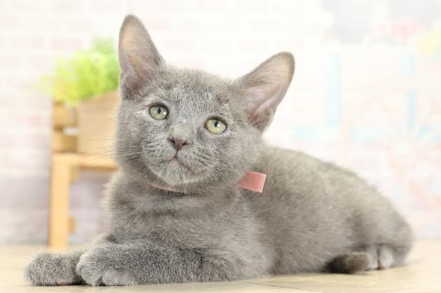 岐阜県のロシアンブルー (Coo&RIKU各務原店/2025年10月24日生まれ/女の子/ブルー)の子猫の3枚目の画像