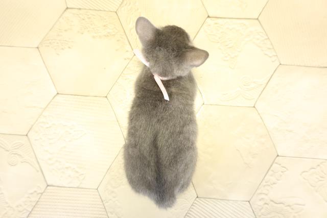 岐阜県のロシアンブルー (Coo&RIKU各務原店/2025年10月24日生まれ/女の子/ブルー)の子猫の4枚目の画像